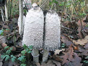 Plodnice hnojnk pedstavuj jedny z nejdokonalejch tvar v cel i hub, pe v d na houby biolog a filozof Zdenk Neubauer